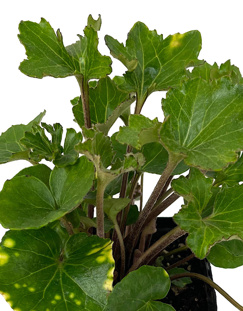 Farfugium japonicum 'Shishi Botan' Quart