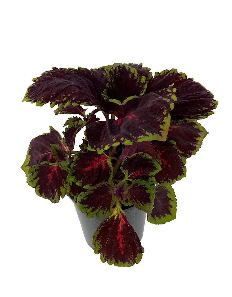 Coleus 'Kong Red' 1 Gallon