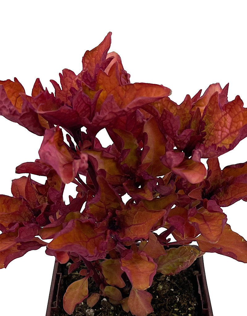 Coleus 'Henna'