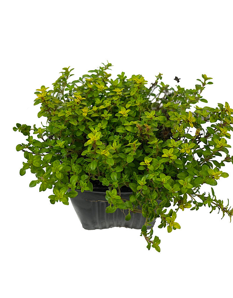 Thymus citriodorus 'Archers Gold' 4 Inch