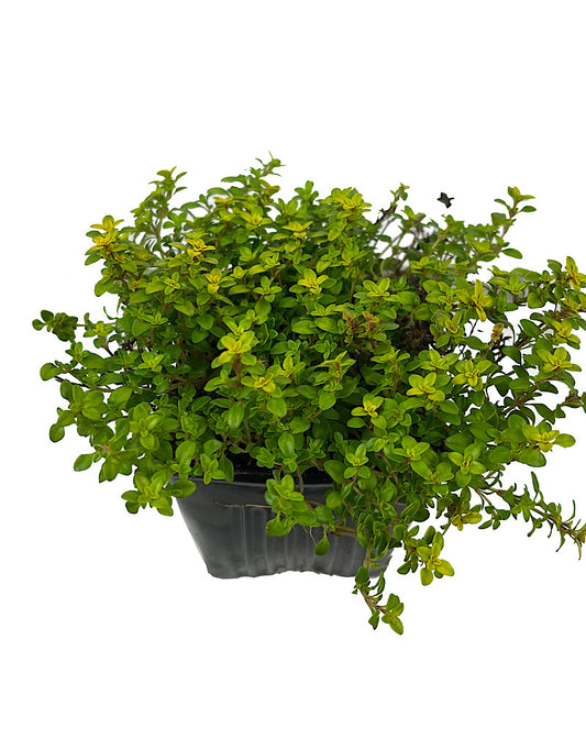 Thymus citriodorus 'Archers Gold' 4 Inch