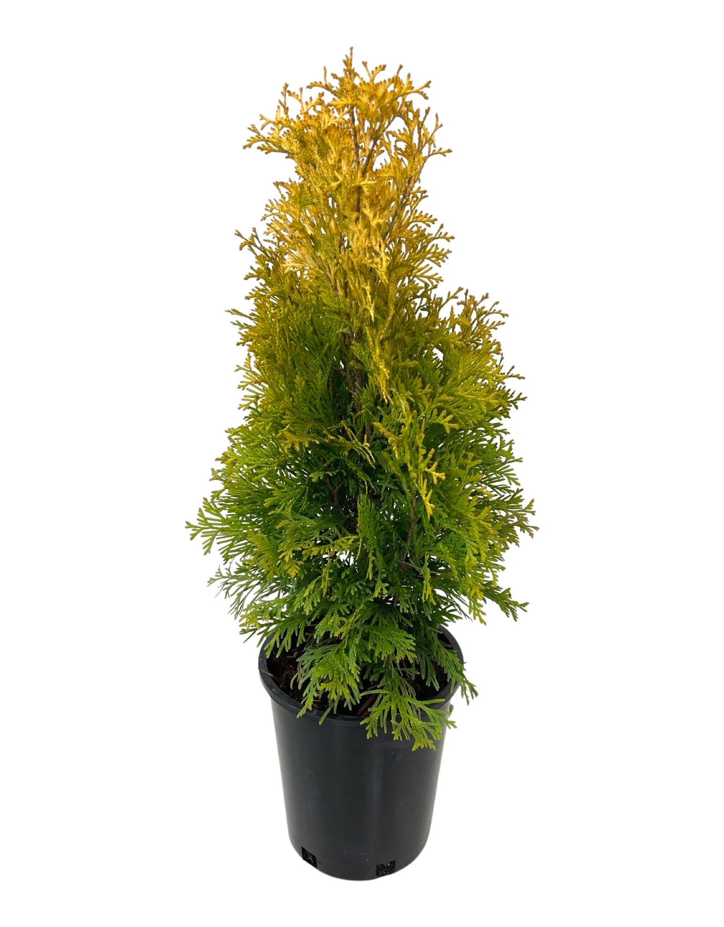 Thuja occidentalis 'Jantar'  1 Gallon