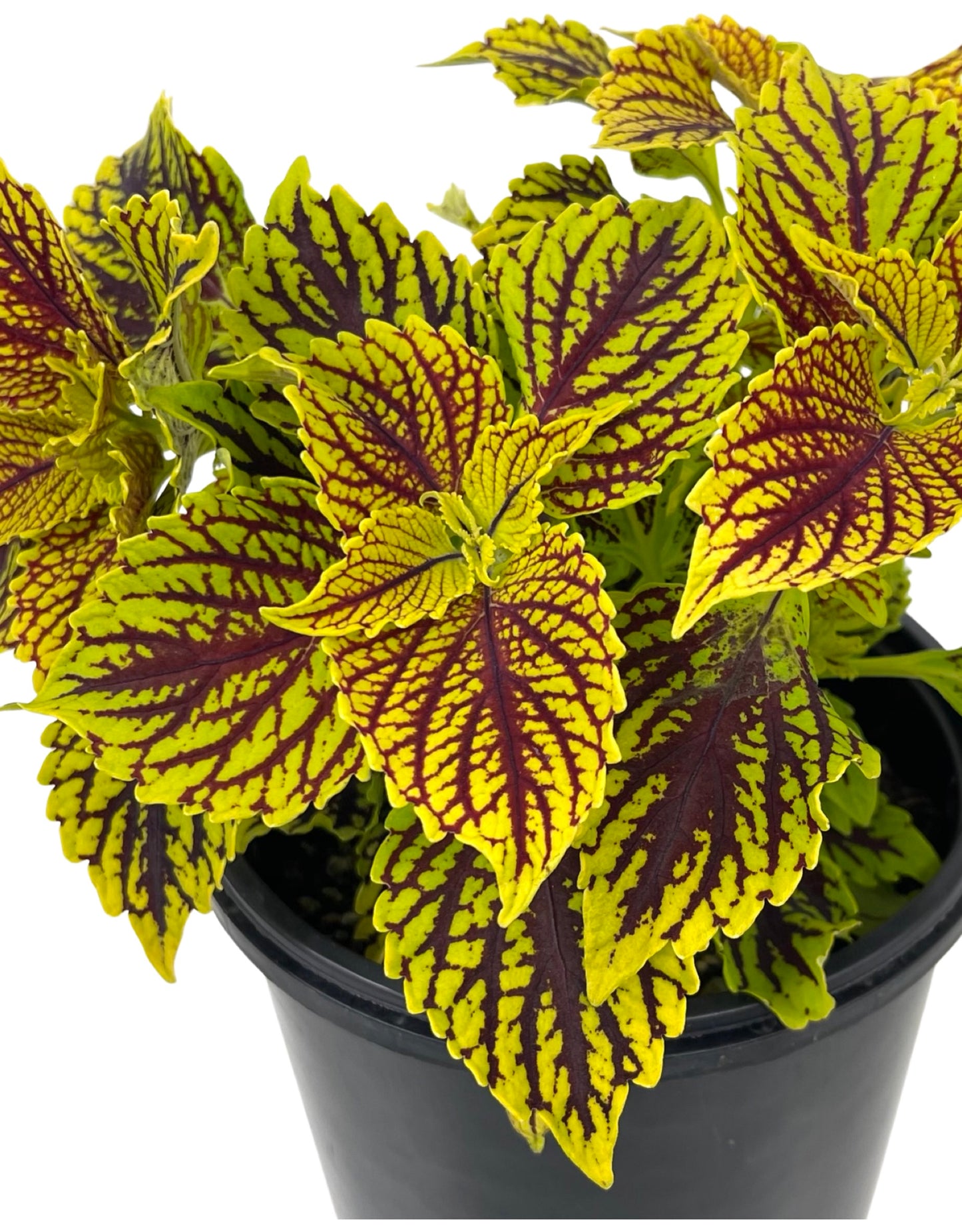 Coleus 'Main Street Venice Boulevard' 6 Inch