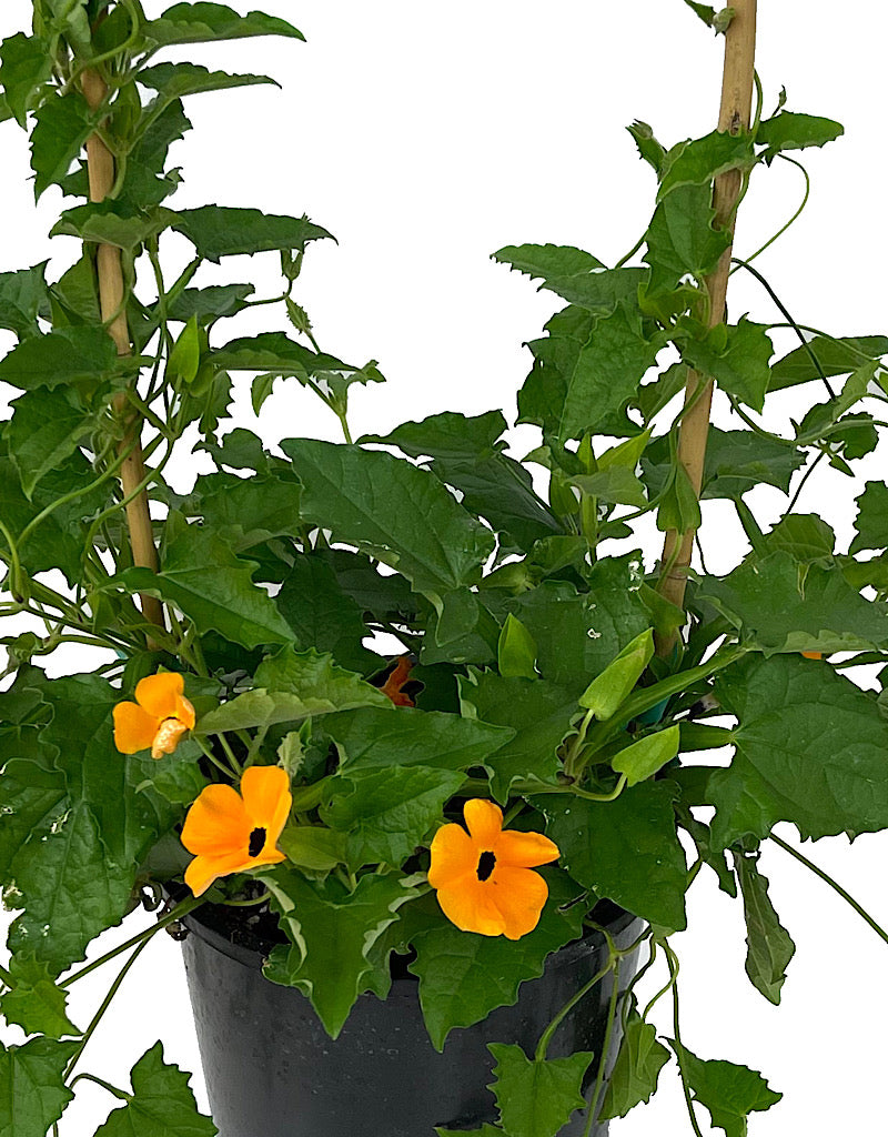 Thunbergia 'Orange w/ Black Eye' 1 Gallon