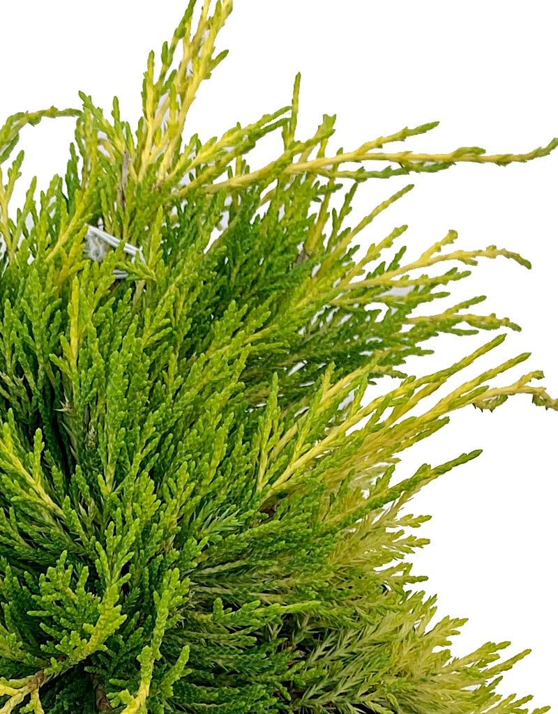 Juniperus communis 'Gold Coast'  1 Gal