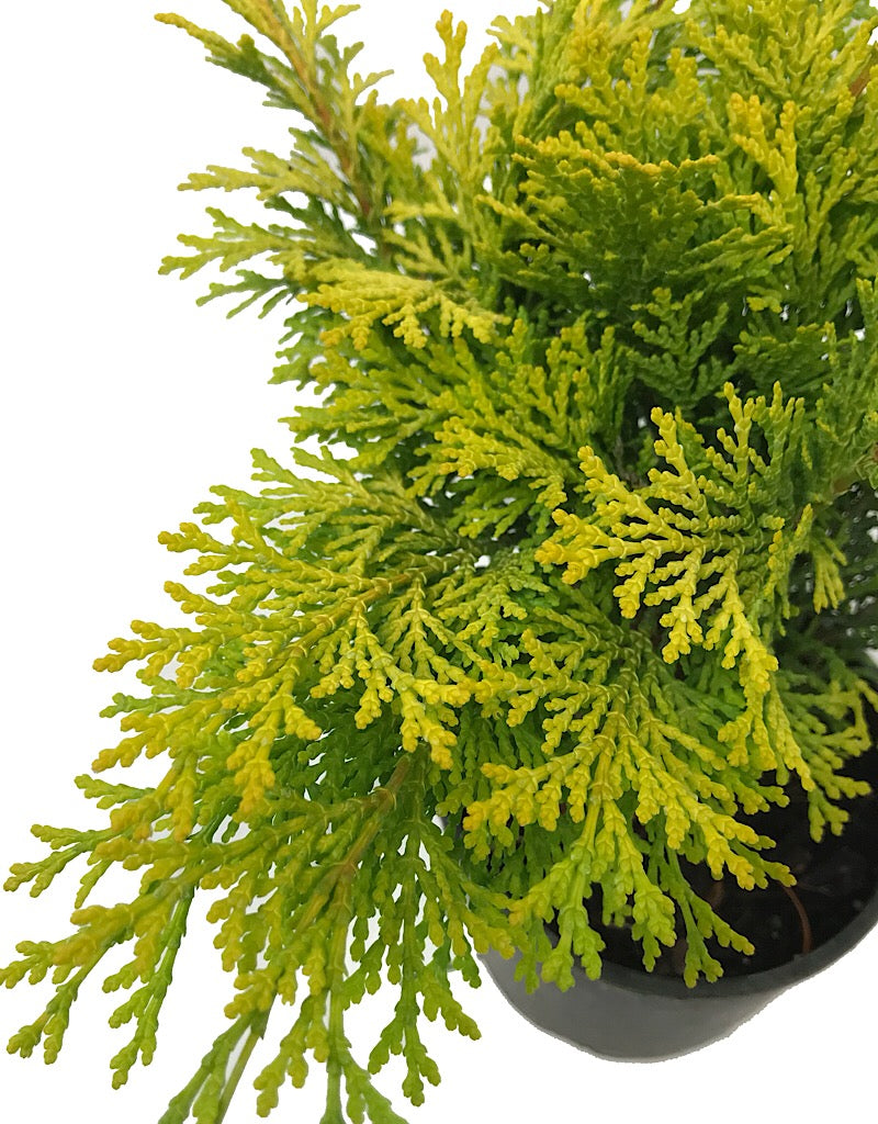 Cham. obtusa 'Kerdalo' - 4 inch