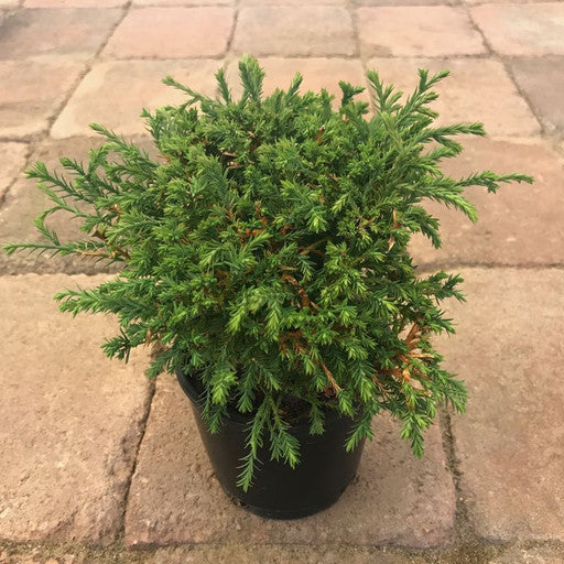 Thuja occidentalis 'Mr Bowling Ball' Quart