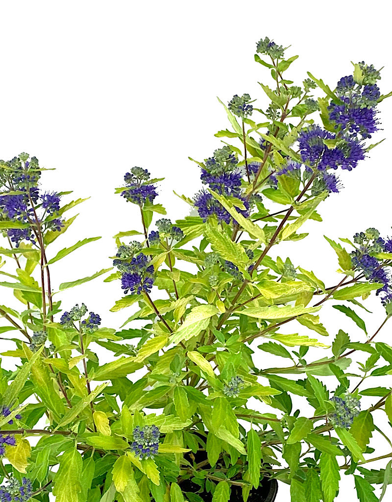 Caryopteris 'Gold Crest' 1 Gallon