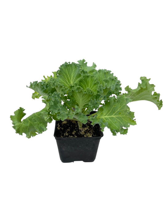 Kale 'Kamome White' 4 Inch