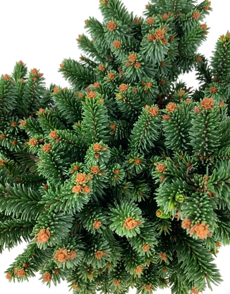 Picea abies 'Motala'