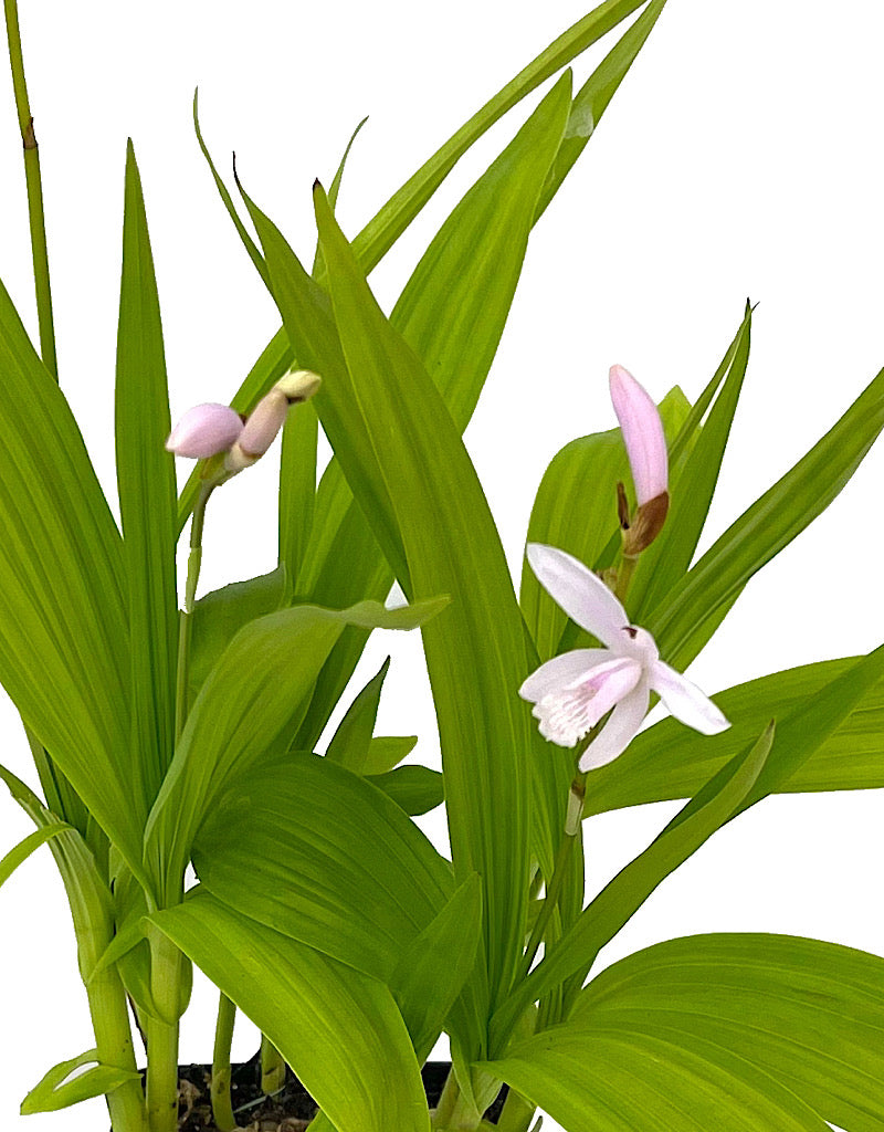 Bletilla striata 'Alba' Quart