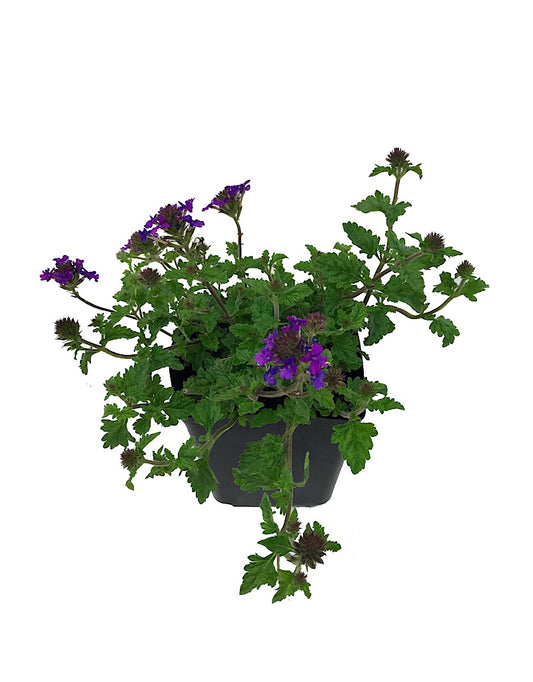 Verbena 'Homestead Purple'