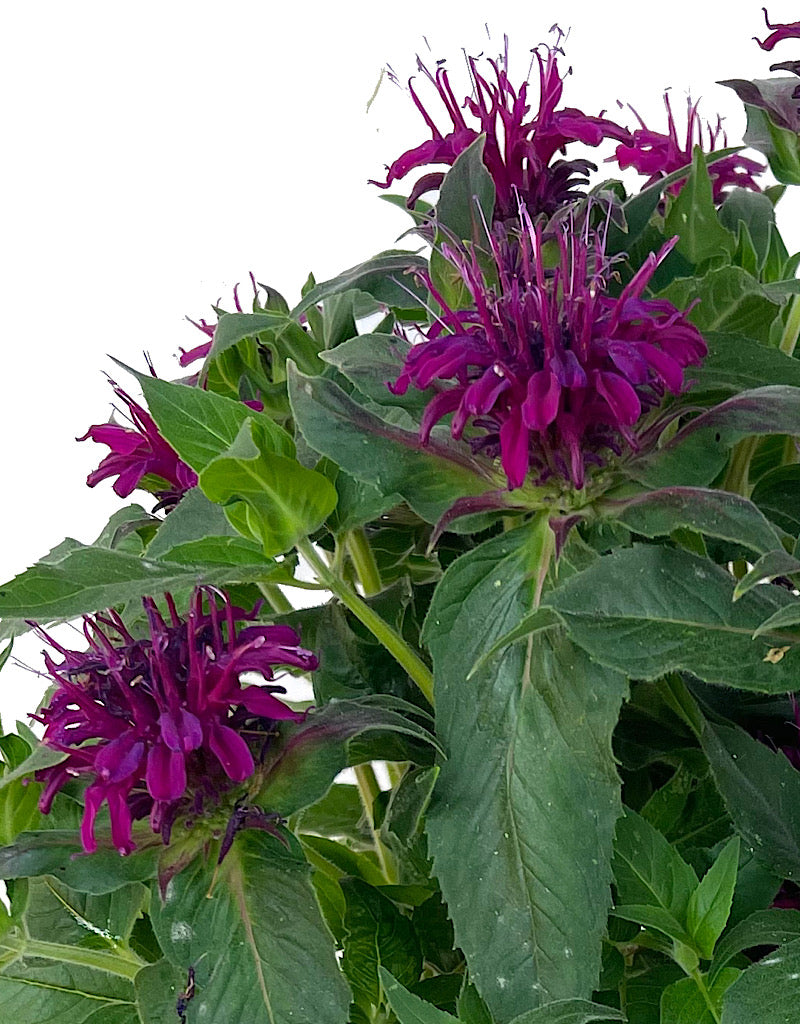 Monarda 'Balmy Purple' 1 Gallon