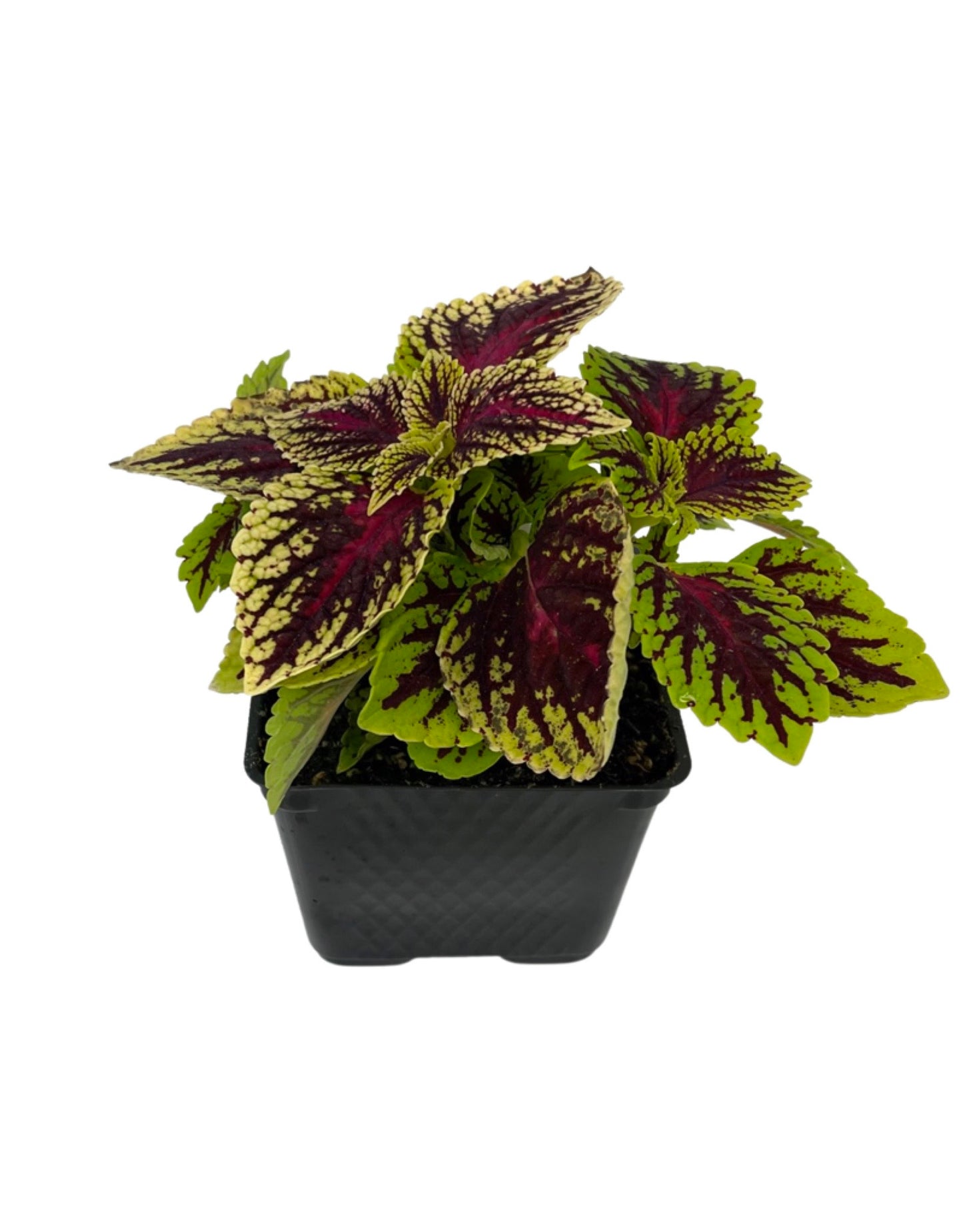 Coleus 'Dragon Heart' 4 Inch