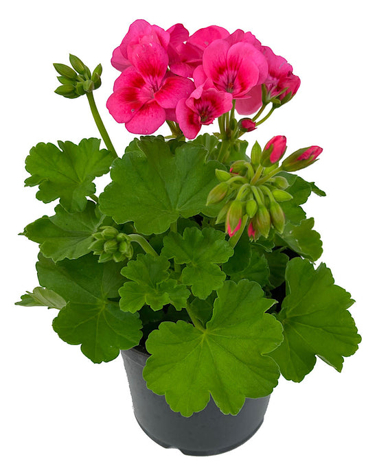 Geranium Zonal 'Pretty Little Pink Splash'