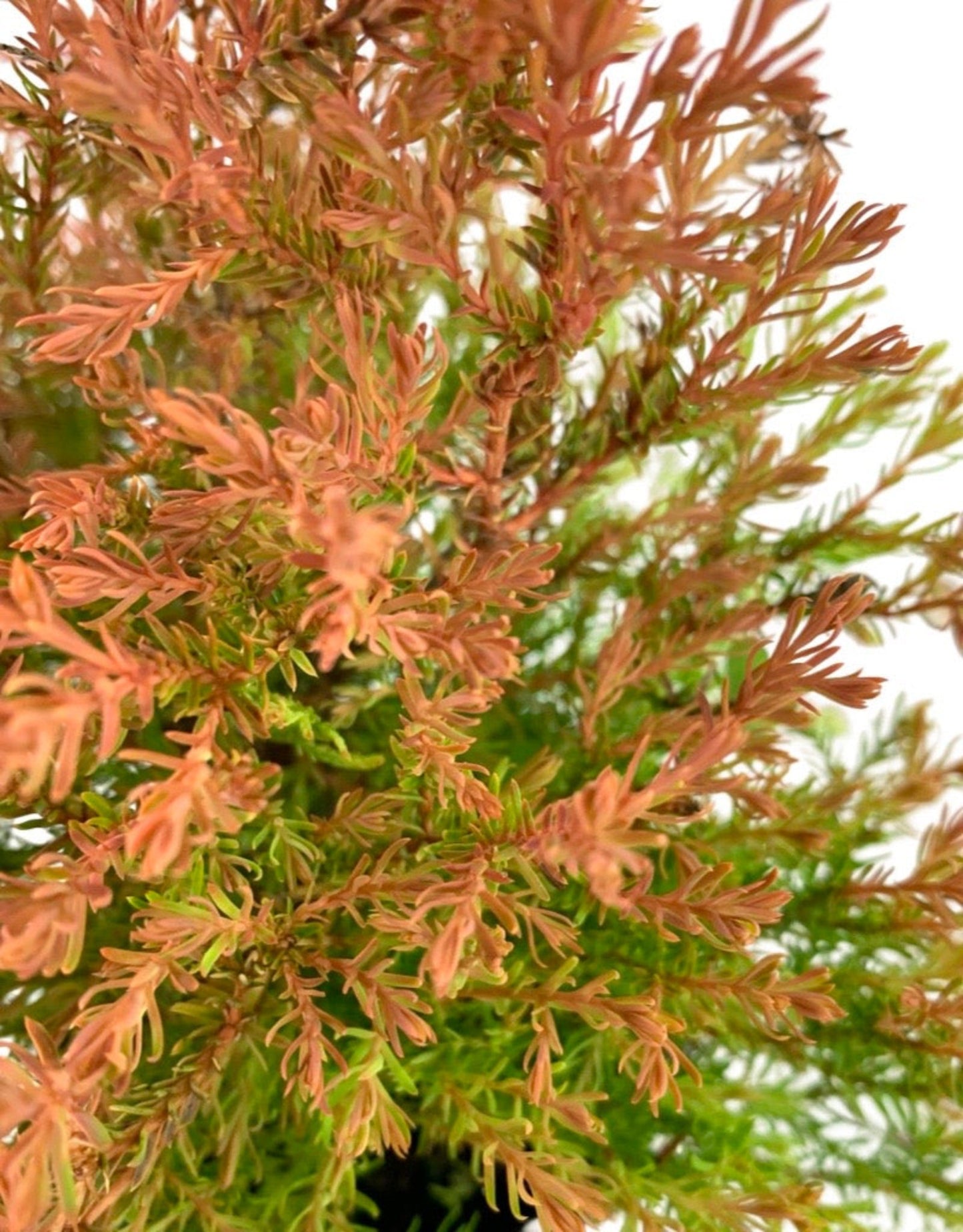 Thuja occidentalis 'Fire Chief'