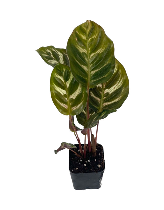 Calathea makoyana 2 Inch