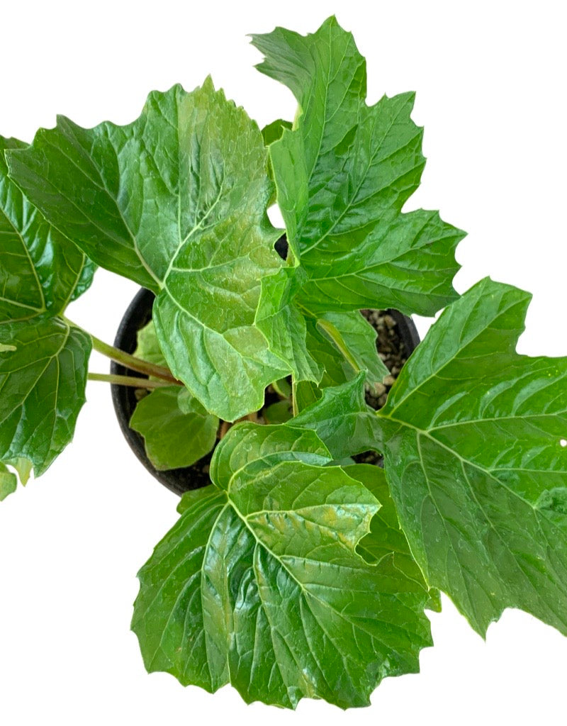 Acanthus mollis 'Bear's Breeches' 1 Gallon