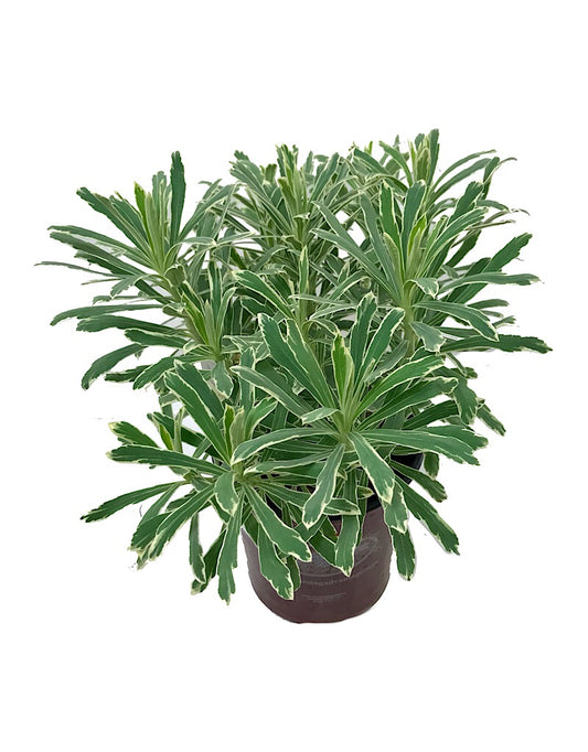 Euphorbia 'Silver Swan' 1 Gallon