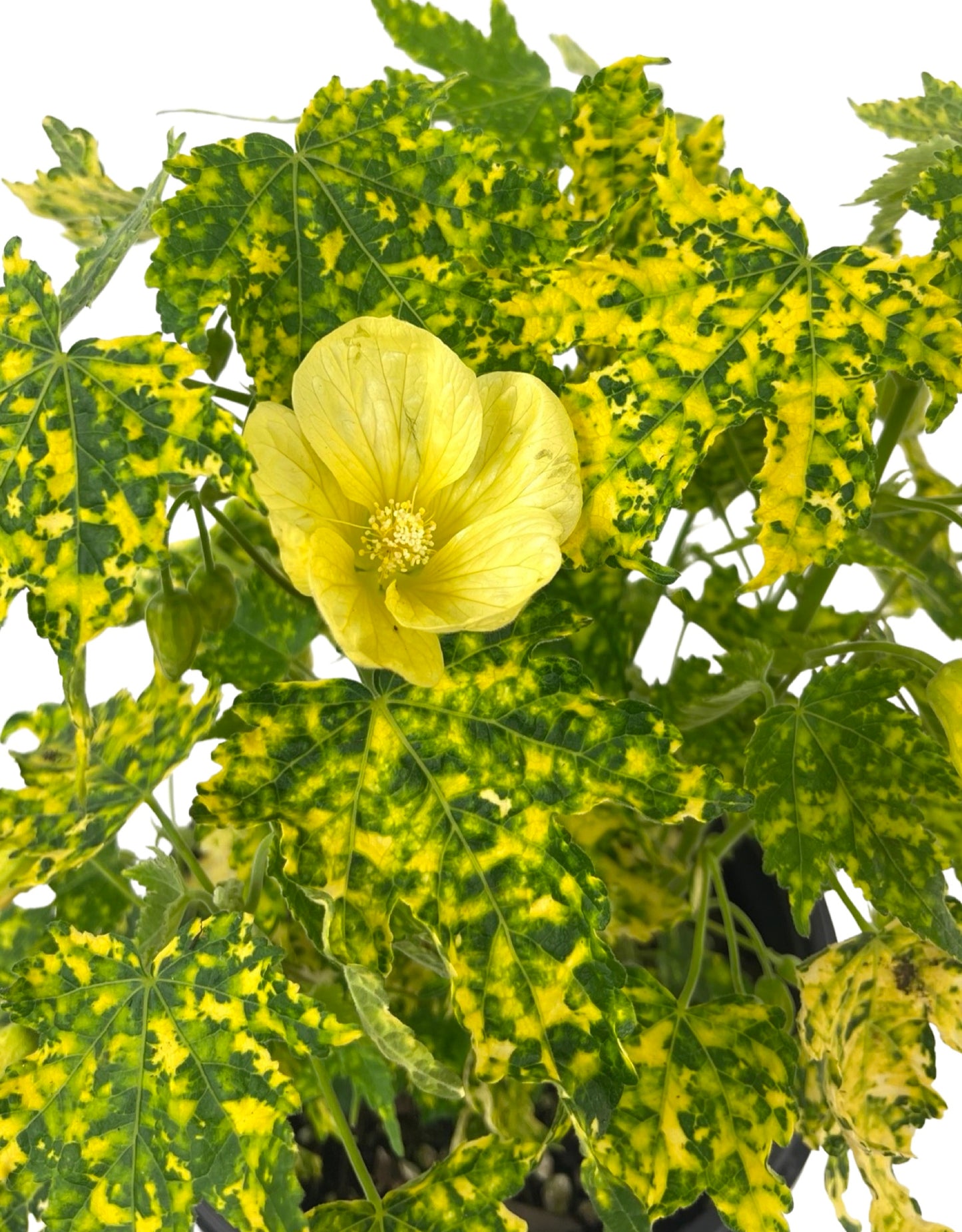 Abutilon pictum 'Thompsonii Yellow' 1 Gallon