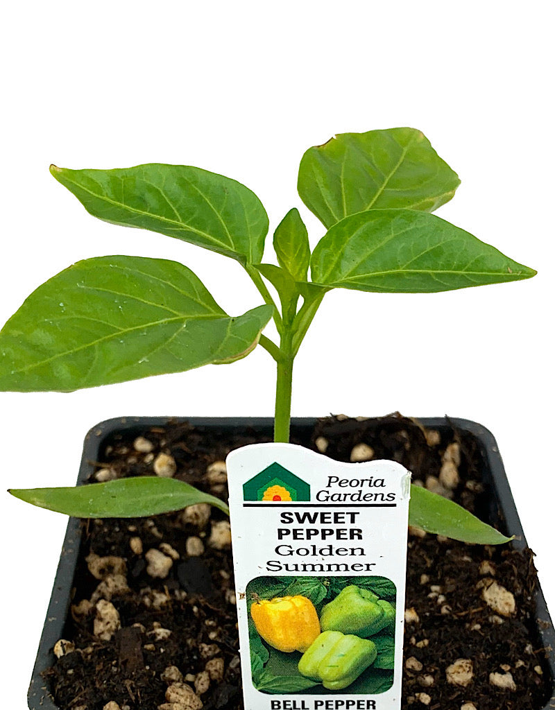 Pepper 'Golden Summer'  4 inch