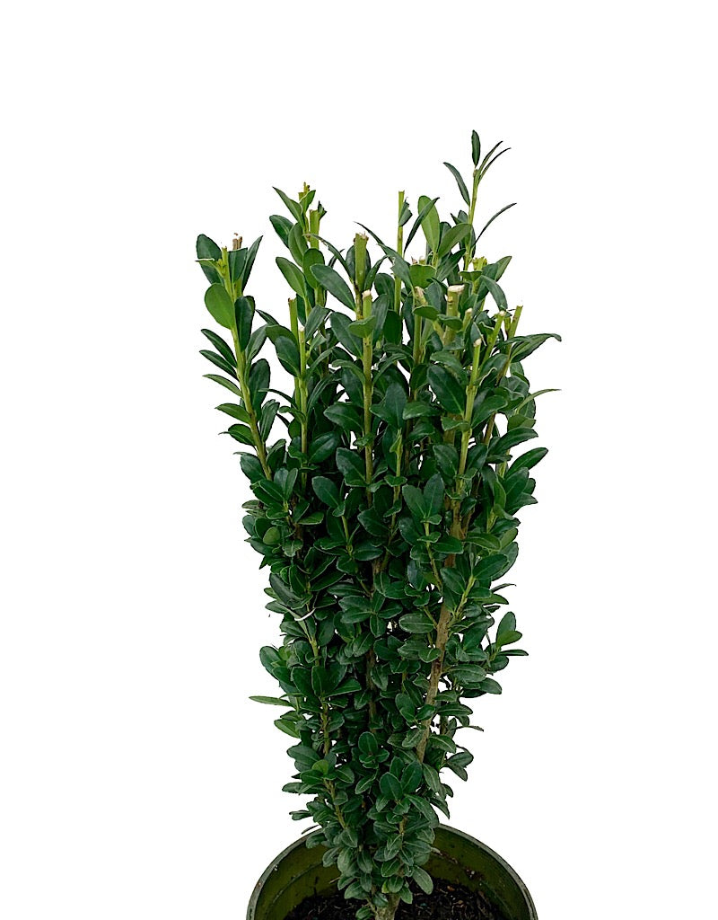 Ilex crenata 'Sky Pencil'