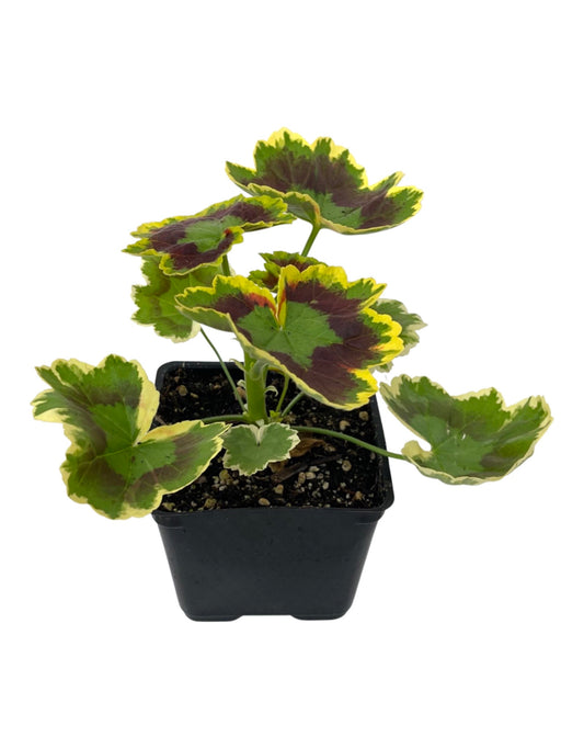 Geranium Fancy Leaf 'Tricolor'