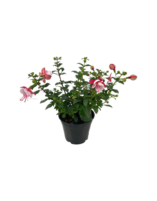 Fuchsia 'Windchimes' 4 Inch