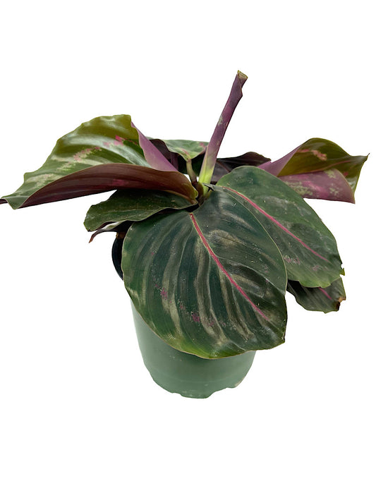 Calathea roseopicta 'Dottie'  4 Inch