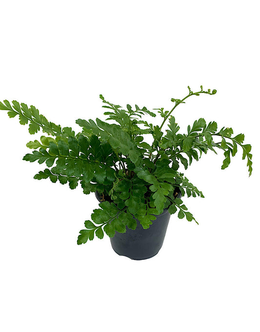 Asplenium 'Austral Gem'