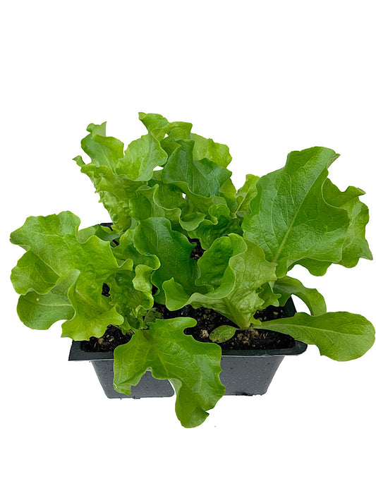 Lettuce 'Green Leaf'  Traypack