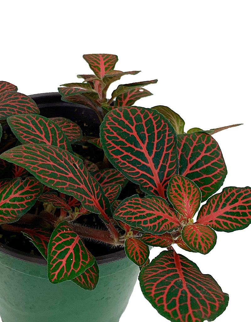 Fittonia verschaffeltii 'Red Vein'  4 inch