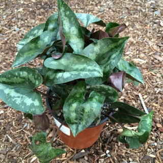 Asarum splendens Quart