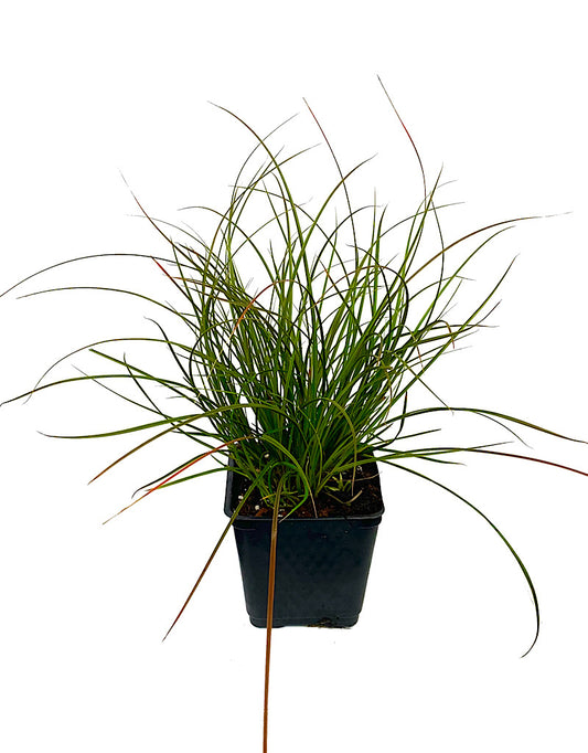 Carex testacea 'Orange Sedge'