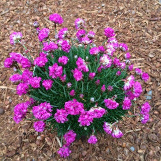 Armeria maritima 'Dusseldorf' 1 gal