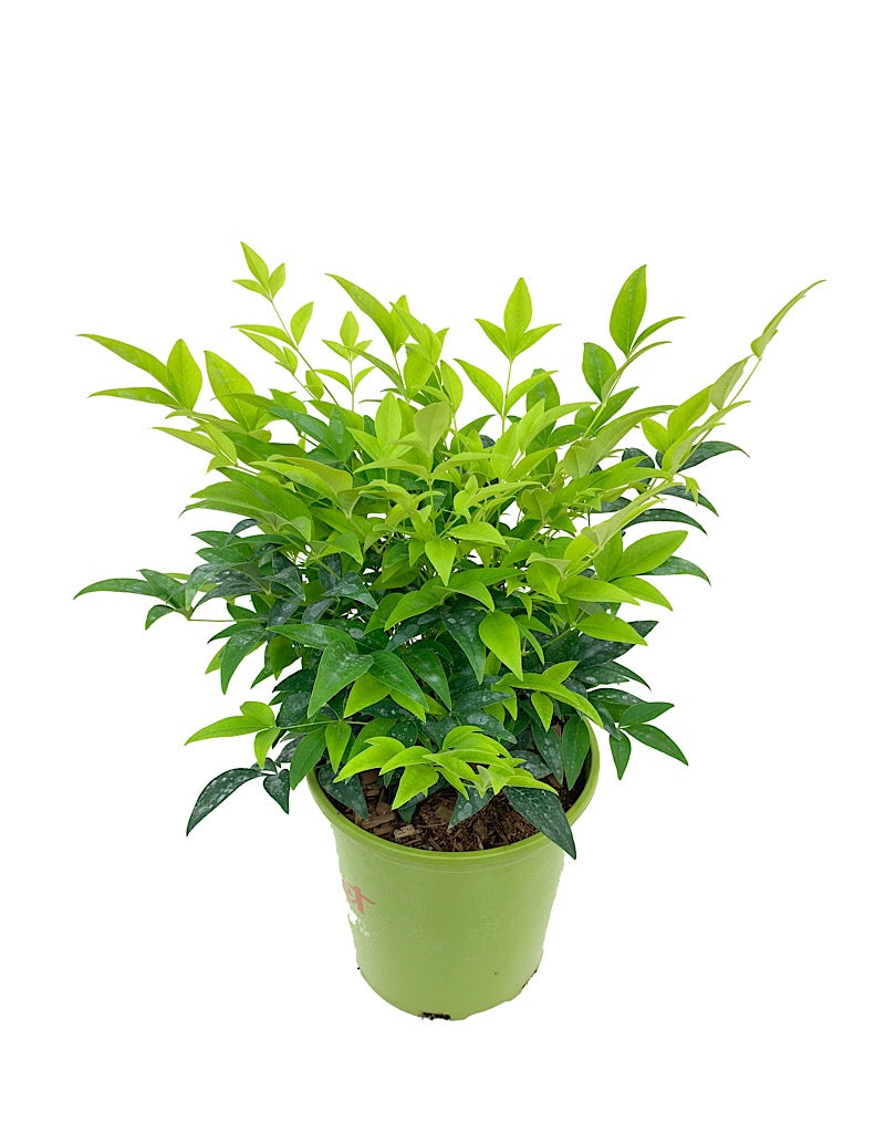 Nandina domestica 'Lemon Lime'