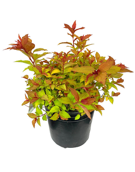 Spiraea japonica 'Magic Carpet' 1 Gallon