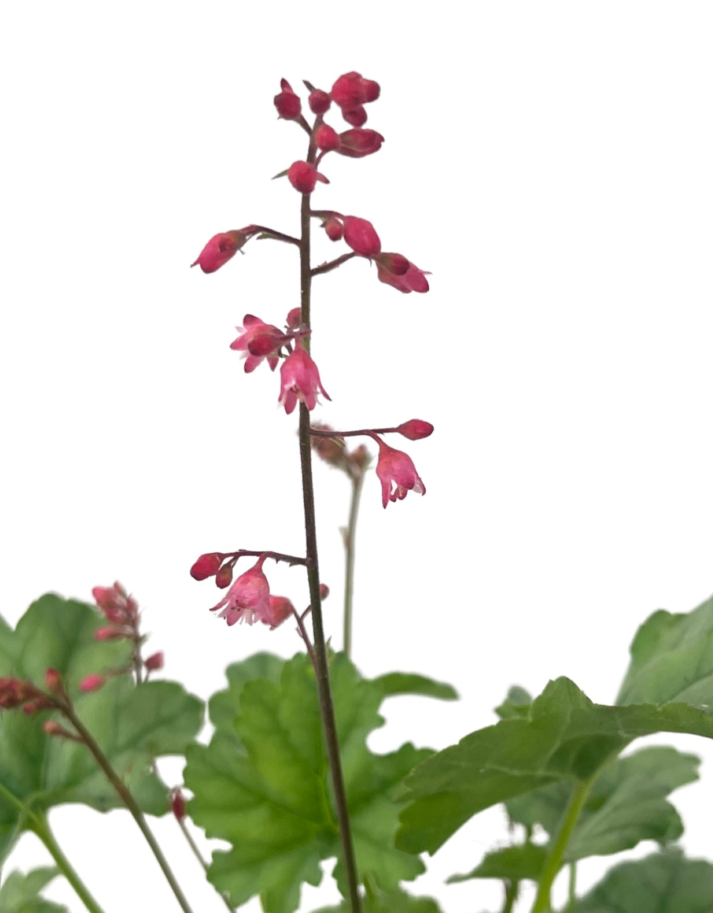 Heuchera 'Little Cuties Shimmer' Quart