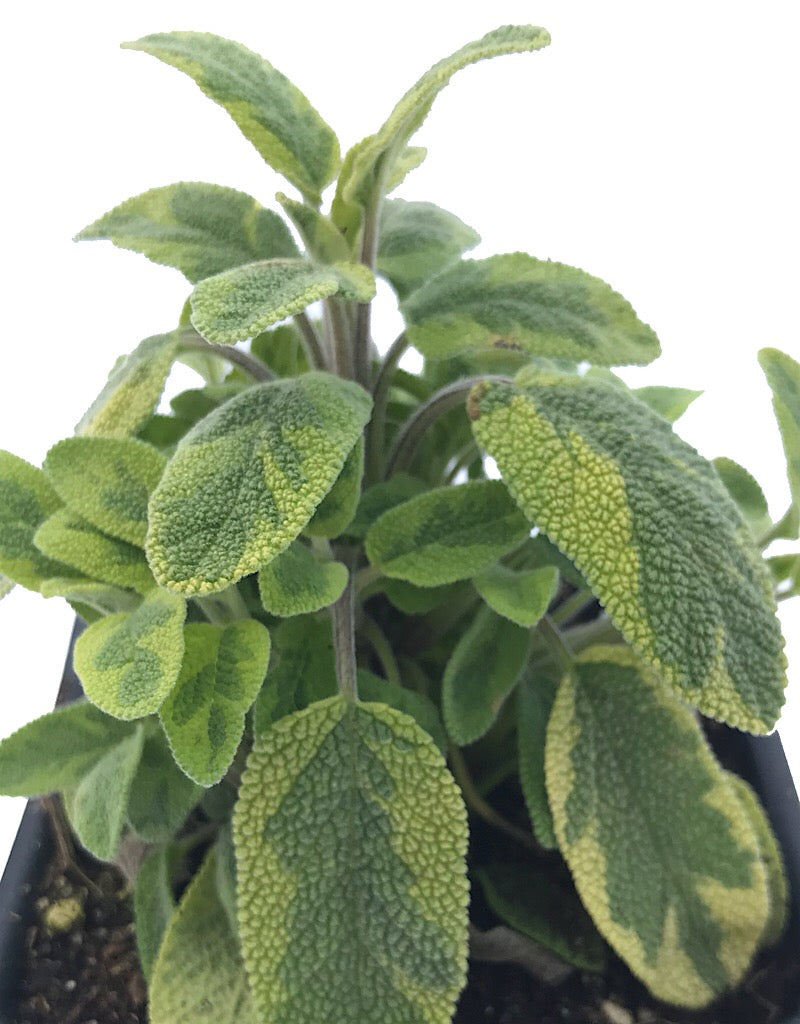 Sage 'Golden'  4 inch