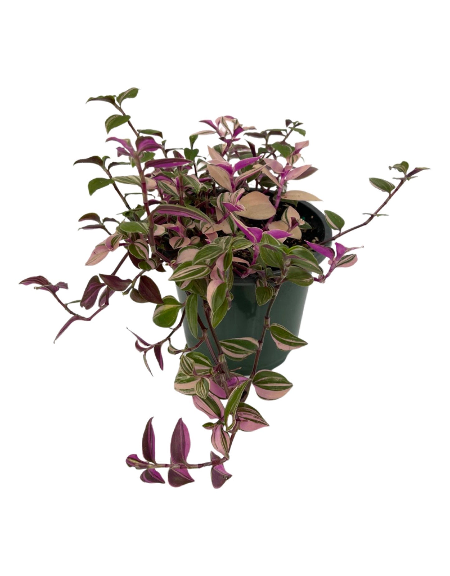 Tradescantia zebrina 'Quadricolor' Quart