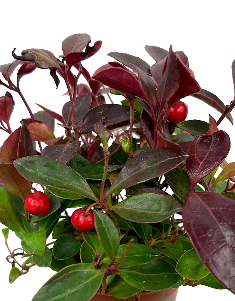 Gaultheria procumbens 2 Inch