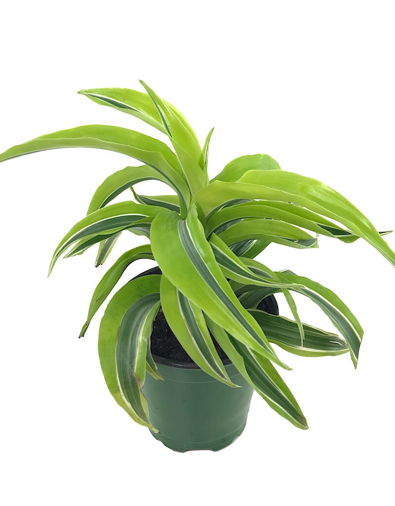 Dracaena 'Lemon Surprise'  4 inch