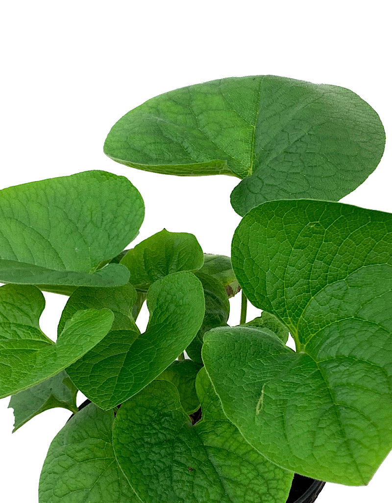 Brunnera macrophylla 1 Gallon