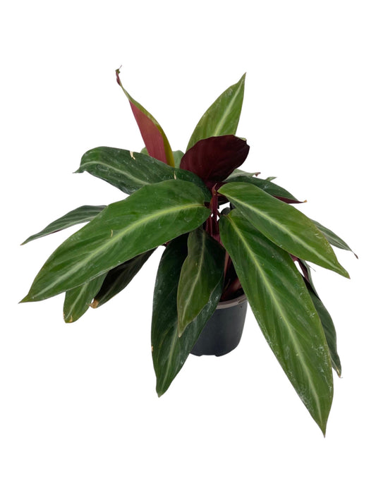 Stromanthe sanguinea