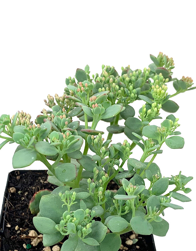 Sedum s. 'October Daphne' 4 inch