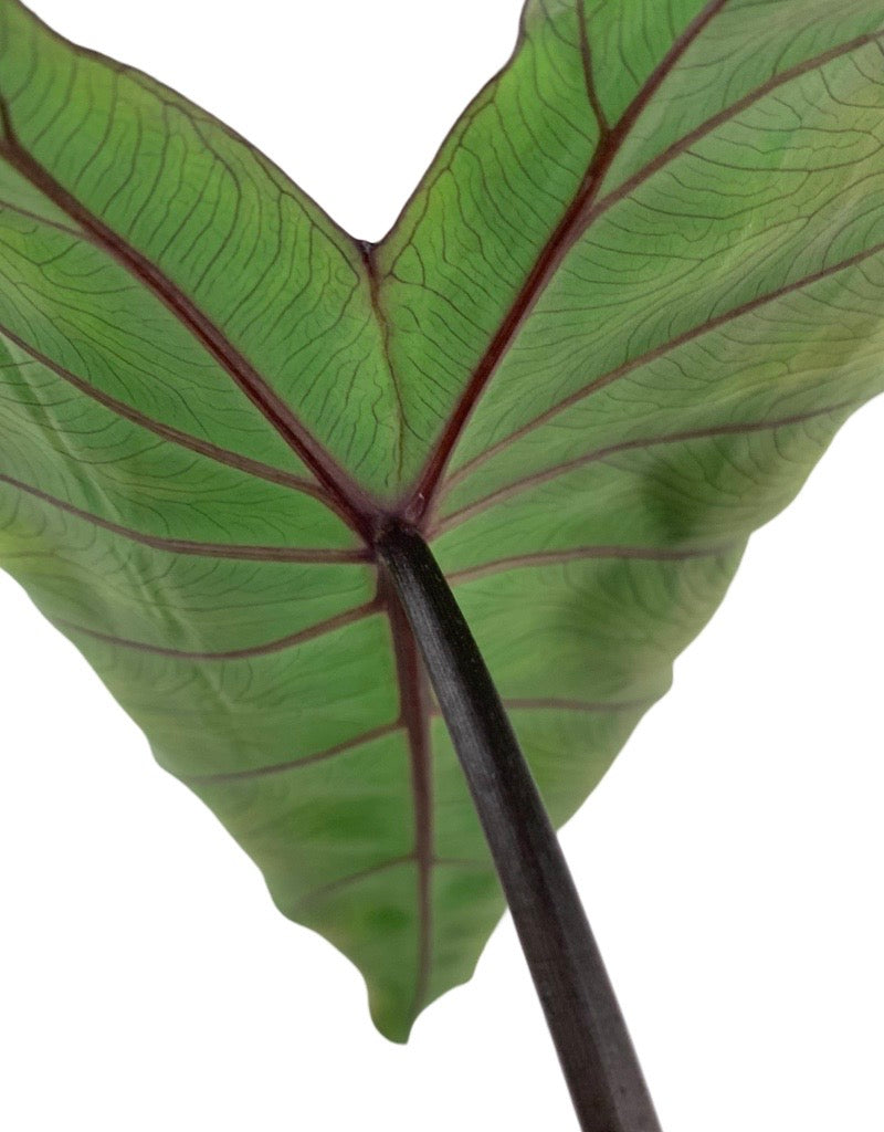 Colocasia 'Violet Stem'