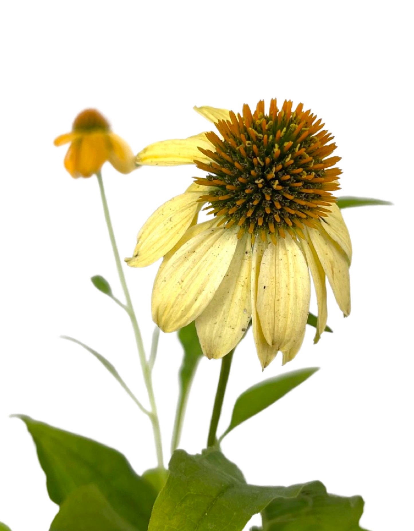 Echinacea 'Sombrero Granada Gold' 1 gallon