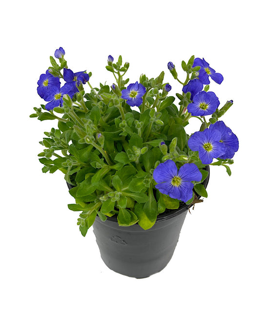 Aubrieta 'Axcent Light Blue' Quart