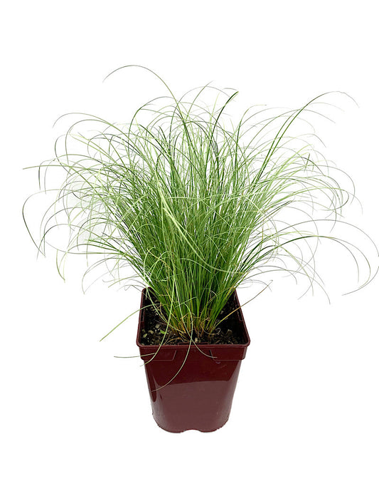 Carex comans 'Frosty Curls' Quart