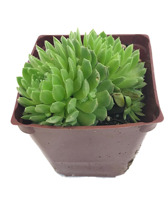 Sempervivum 'Pekinese' 4 Inch